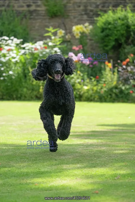 : DOG. Standard Poodle (black ) running in a garden : DOG. Standard Poodle (black ) running in a garden