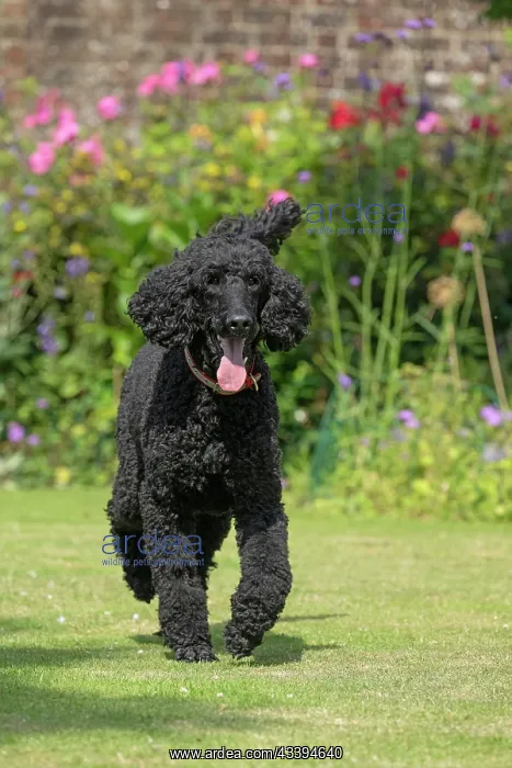 : DOG. Standard Poodle (black ) running in a garden : DOG. Standard Poodle (black ) running in a garden
