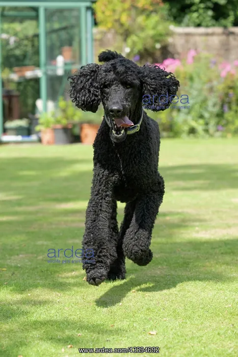 : DOG. Standard Poodle (black ) running in a garden : DOG. Standard Poodle (black ) running in a garden