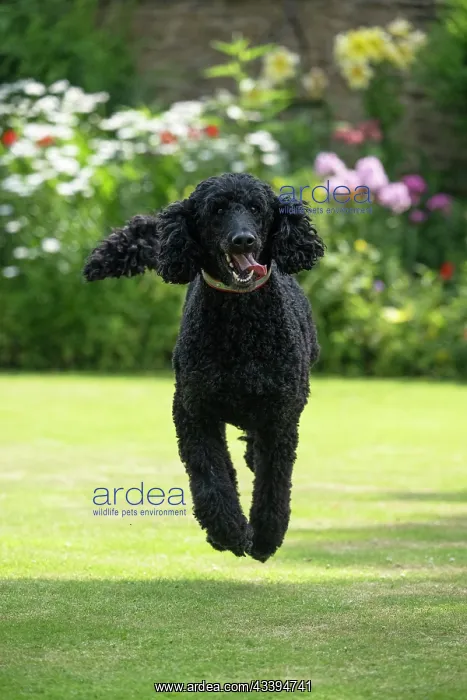  : DOG. Standard Poodle (black ) running in a garden