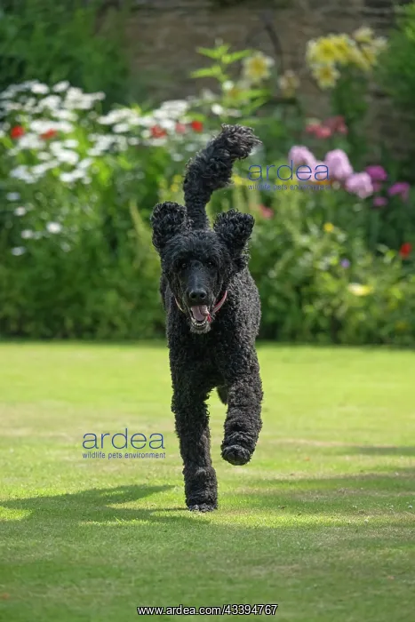  : DOG. Standard Poodle (black ) running in a garden