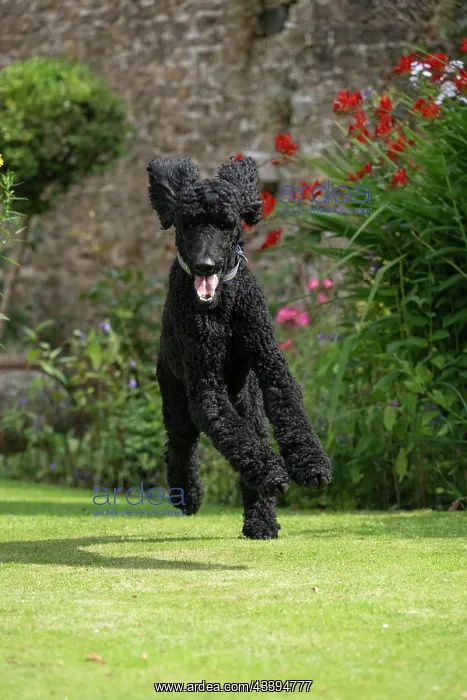 : DOG. Standard Poodle (black ) running in a garden : DOG. Standard Poodle (black ) running in a garden