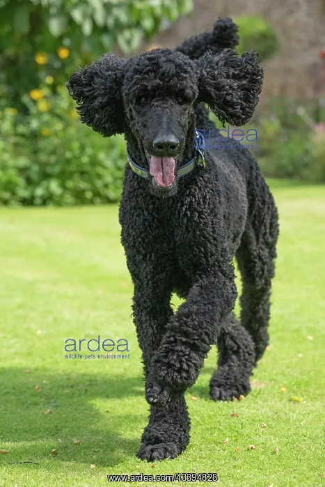 : DOG. Standard Poodle (black ) running in a garden : DOG. Standard Poodle (black ) running in a garden