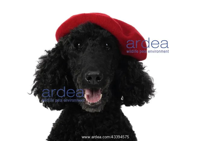 : DOG. Standard Poodle (black ) wearing a red beret : DOG. Standard Poodle (black ) wearing a red beret