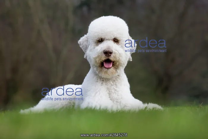  : Dog - Standard Poodle lying down