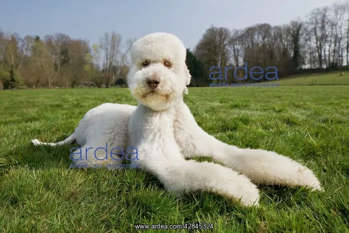  : Dog - Standard Poodle lying down