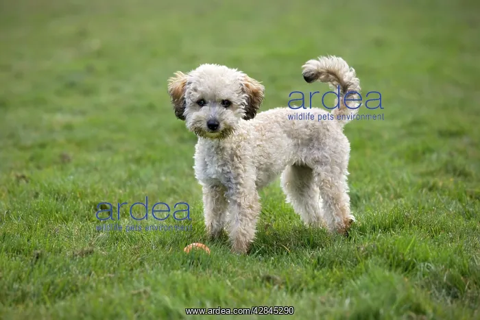  : Dog - Standard Poodle puppy playing in garden