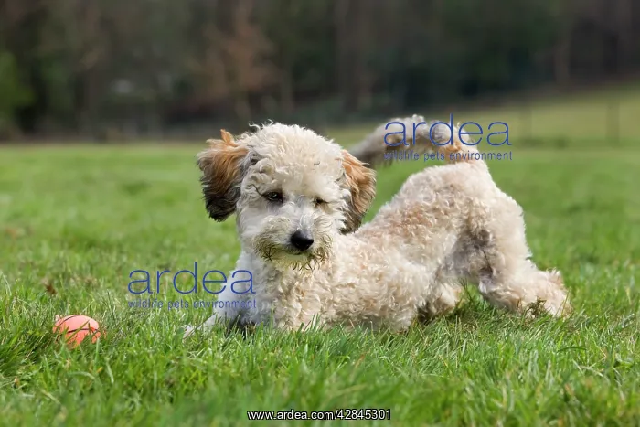  : Dog - Standard Poodle puppy playing in garden