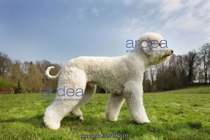  : Dog - Standard Poodle standing up