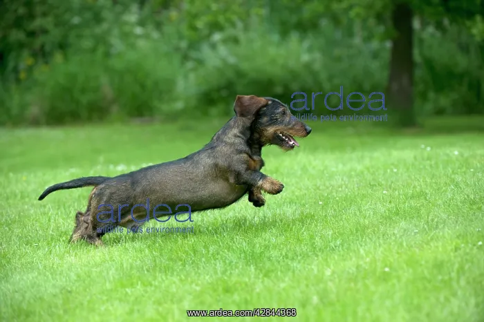 : DOG - Standard wire haired dachshund - running : DOG - Standard wire haired dachshund - running