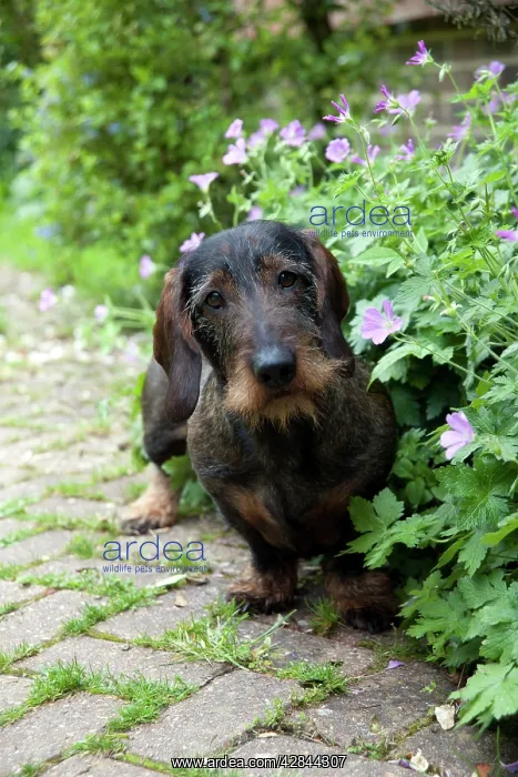 : DOG - Standard wire haired dachshund - sitting in flowerbed : DOG - Standard wire haired dachshund - sitting in flowerbed