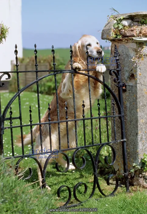  : DOG - Standing up at gate