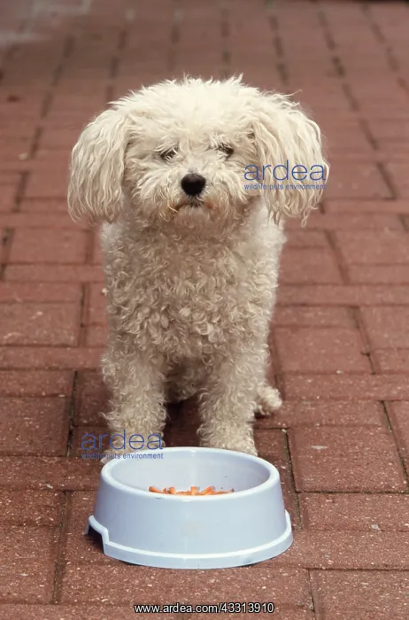 : DOG - STANDS ABOVE FOOD BOWL : DOG - STANDS ABOVE FOOD BOWL
