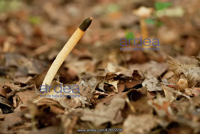 : Dog Stinkhorn fungus - Mutinus caninus in old woodland : Dog Stinkhorn fungus - Mutinus caninus in old woodland