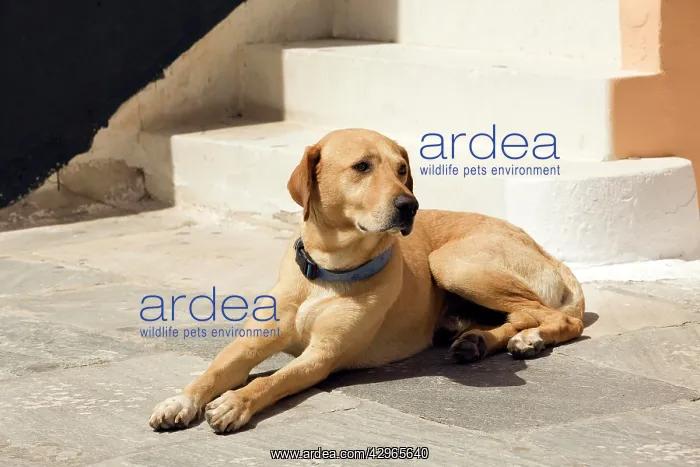 : Dog - Stray : Dog - Stray