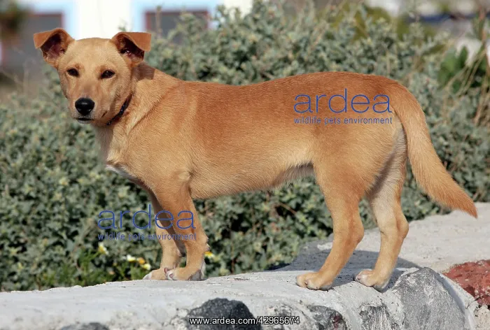 : Dog - Stray : Dog - Stray