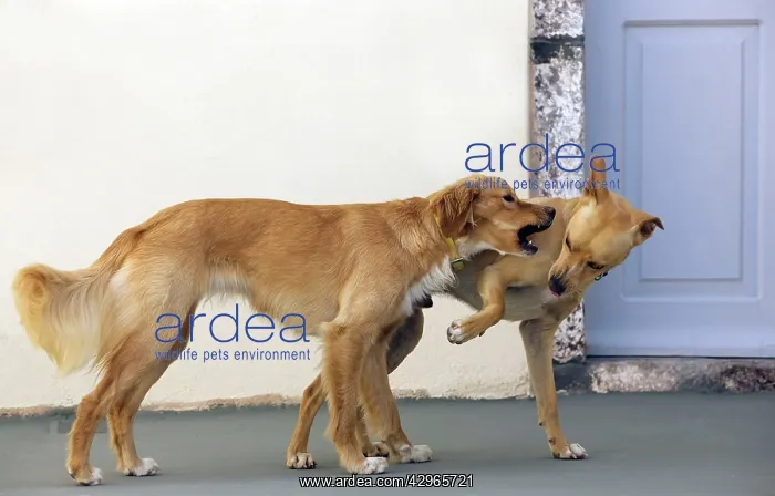: Dog - Stray : Dog - Stray