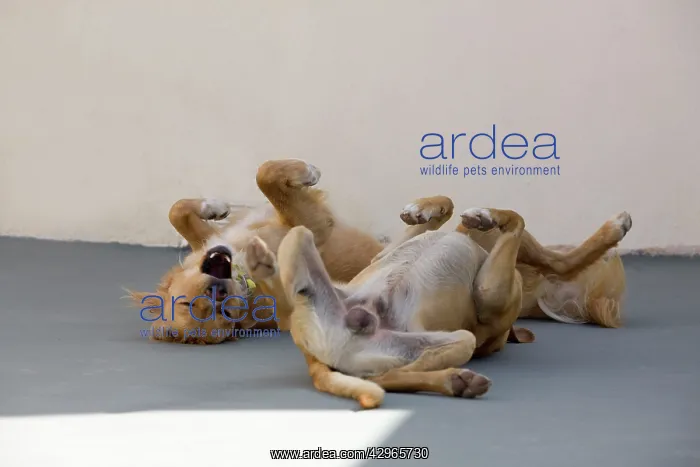 : Dog - Stray : Dog - Stray