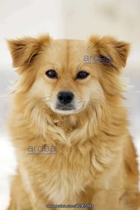 : Dog - Stray : Dog - Stray