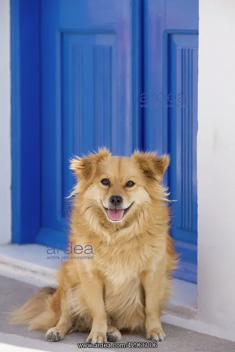 : Dog - Stray : Dog - Stray
