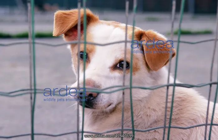  : Dog - Street dog behind grill