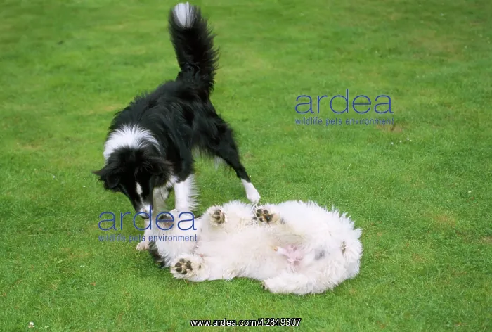 : Dog - submissive behaviour : Dog - submissive behaviour