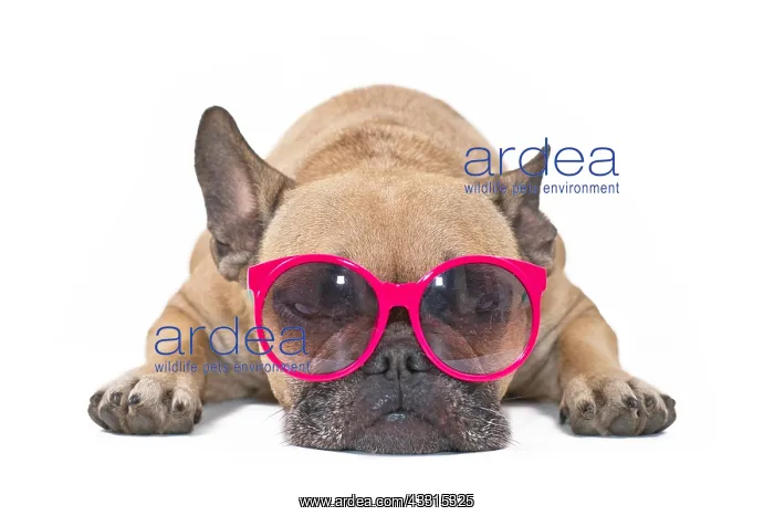 : Dog with sunglasses. Funny French Bulldog relaxing : Dog with sunglasses. Funny French Bulldog relaxing