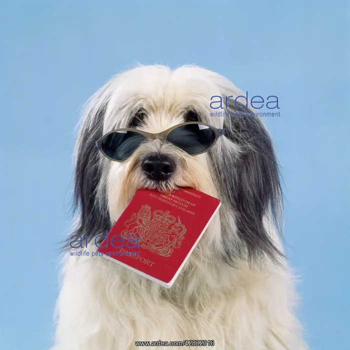 : DOG - SUNGLASSES & PASSPORT : DOG - SUNGLASSES & PASSPORT