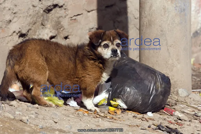  : Dog surprised ripping a dustbin Puno Peru