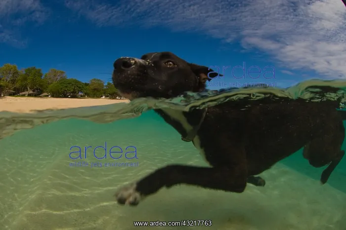 : Dog swimming on beach - Tonga : Dog swimming on beach - Tonga