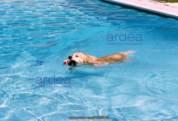 : DOG - SWIMMING IN POOL : DOG - SWIMMING IN POOL
