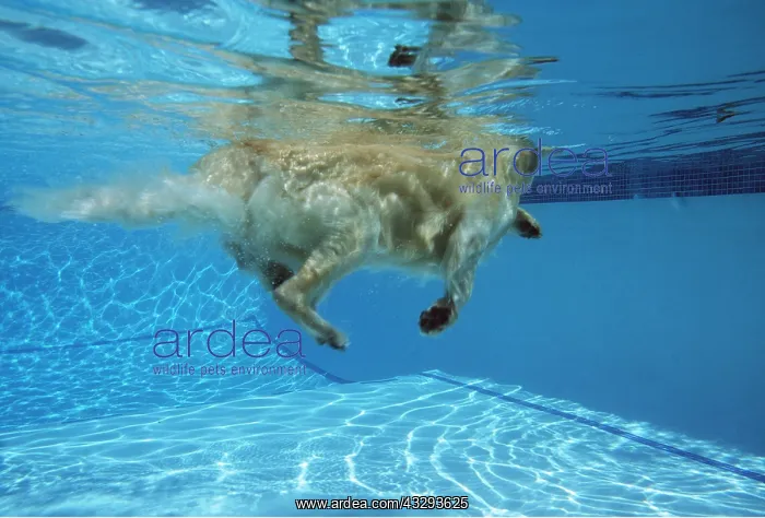 : DOG - SWIMMING in pool : DOG - SWIMMING in pool