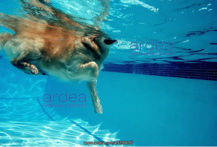 : DOG - SWIMMING in pool : DOG - SWIMMING in pool