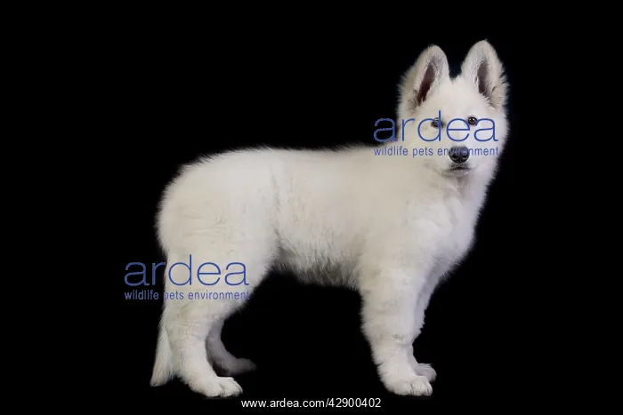  : Dog - Swiss White Shepherd Dog