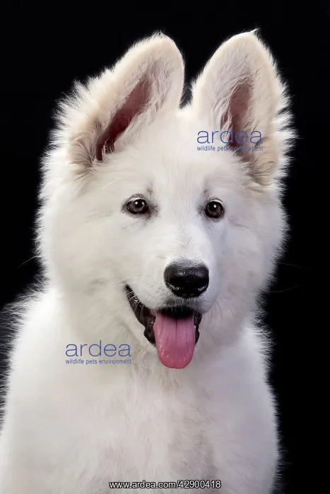  : Dog - Swiss White Shepherd Dog
