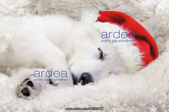  : Dog - Swiss White Shepherd Dog
