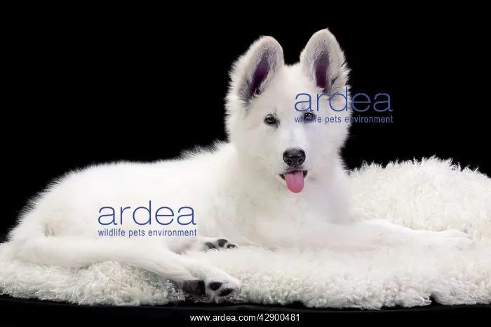 : Dog - Swiss White Shepherd Dog
