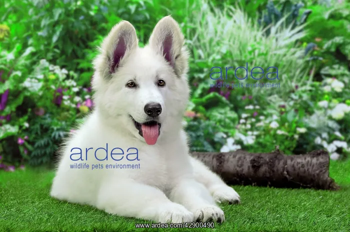  : Dog - Swiss White Shepherd Dog
