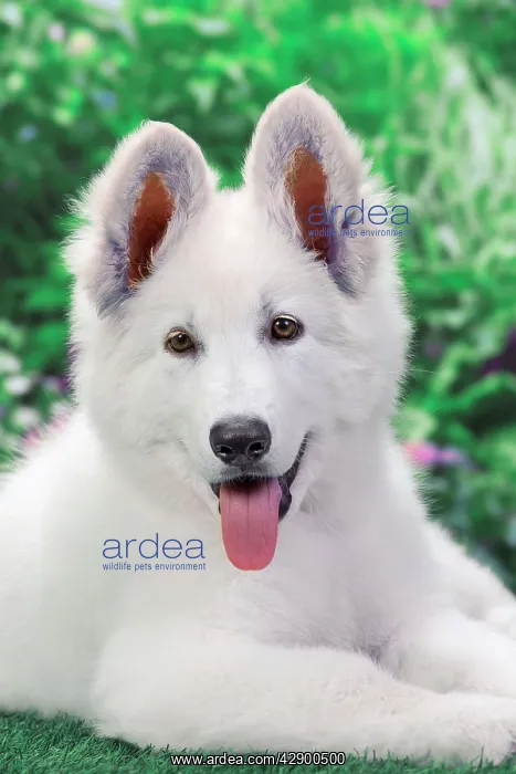  : Dog - Swiss White Shepherd Dog