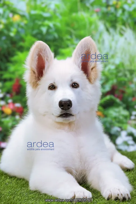  : Dog - Swiss White Shepherd Dog