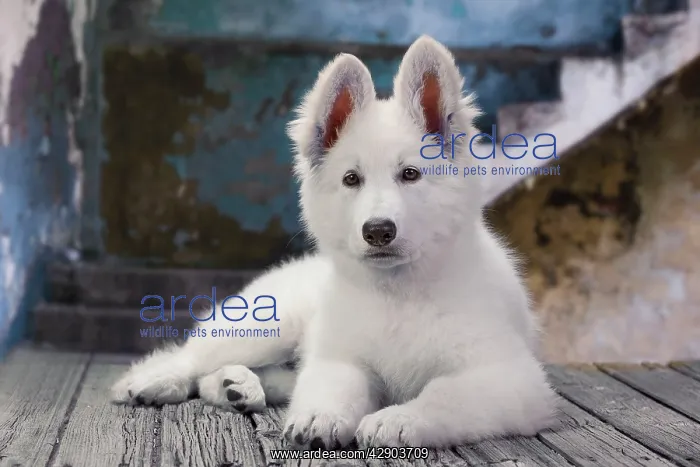  : Dog - Swiss White Shepherd Dog