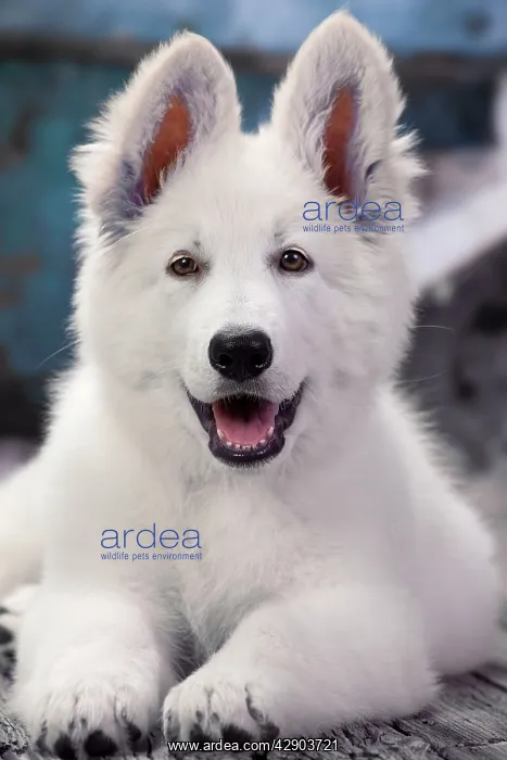  : Dog - Swiss White Shepherd Dog