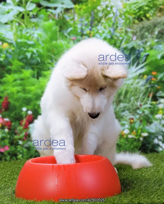  : Dog - Swiss White Shepherd Dog - with dog bowl