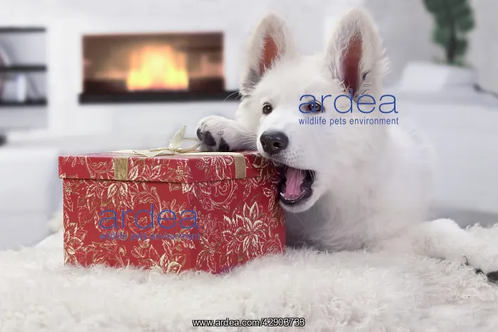 : Dog - Swiss White Shepherd Dog - with gift-wrapped present : Dog - Swiss White Shepherd Dog - with gift-wrapped present