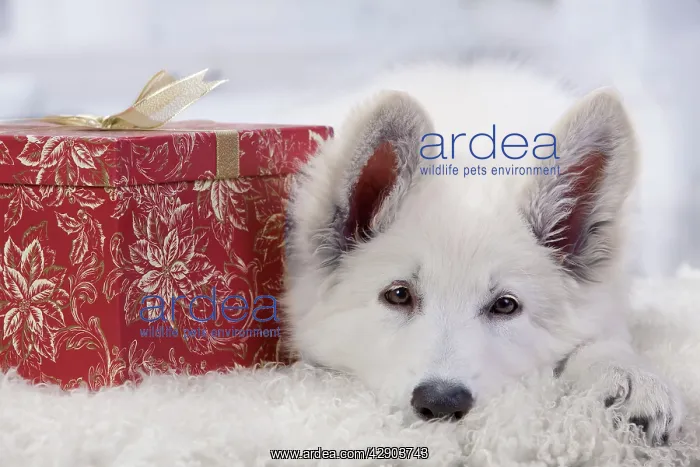 : Dog - Swiss White Shepherd Dog - with gift-wrapped present : Dog - Swiss White Shepherd Dog - with gift-wrapped present