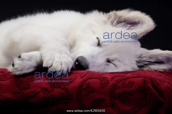  : Dog - Swiss White Shepherd Dog - sleeping