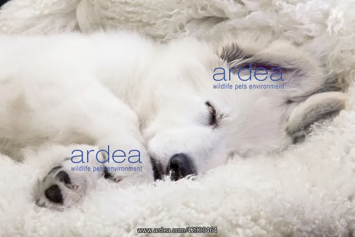  : Dog - Swiss White Shepherd Dog - sleeping