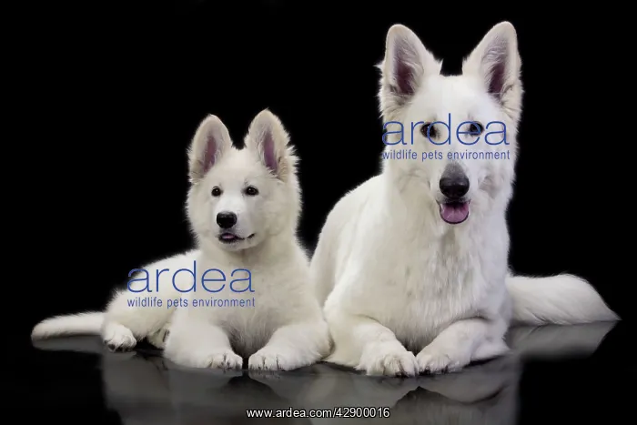  : Dog - Swiss White Shepherd Dogs