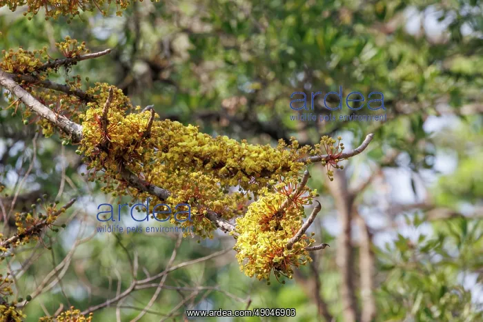 : dog teak or Nepali elephant apple, Dillenia pentagyna : dog teak or Nepali elephant apple, Dillenia pentagyna