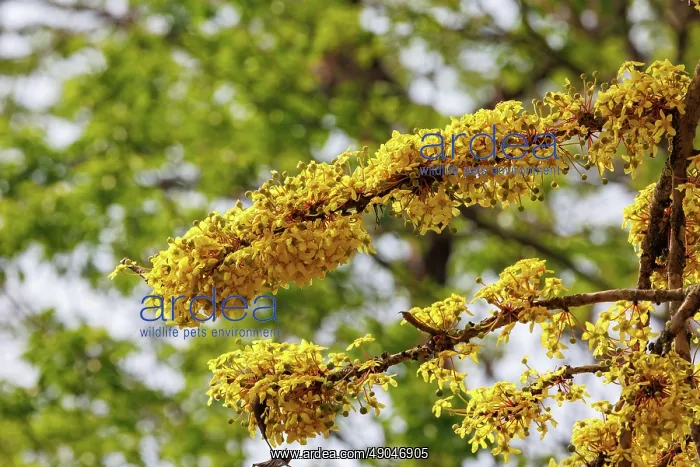 : dog teak or Nepali elephant apple, Dillenia pentagyna : dog teak or Nepali elephant apple, Dillenia pentagyna